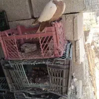 کبوتر رنگی|حراج|اهواز, اهواز|دیوار