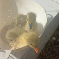 سه عدد جوجه غاز 1 ماهه