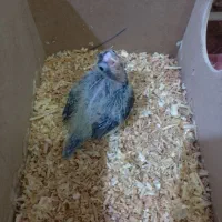 جوجه سرلاکی عروس هلندی