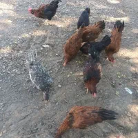 خروس سالم محلی|حیوانات مزرعه|چگنی, |دیوار