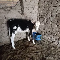 گاو وگوساله|حیوانات مزرعه|سراوان, |دیوار