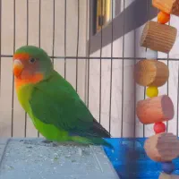 طوطی برزیلی ماده