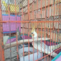 سه تا عروس هلندی|پرنده|دیلم, |دیوار