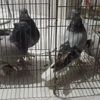 دمبی