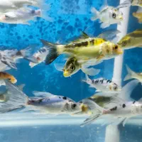 گله ماهی کوی|ماهی|تهران, شهرک دریا|دیوار