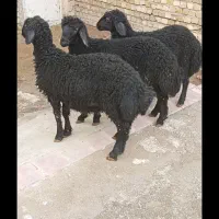 سه عدد بره نرقره قزل