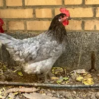 مرغ