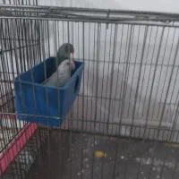 طوطی برزیلی|پرنده|هشتگرد, شهرک ریحانه|دیوار