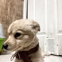 سگ پامر ۱ ساله. گم شده