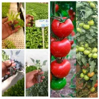 گل وگیاه|گل و گیاه طبیعی|رامهرمز, |دیوار