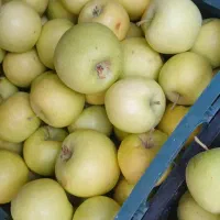 سیب|خوردنی و آشامیدنی|زنجان, |دیوار