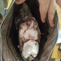 کیف چرمی رسمی|کیف، کفش، کمربند|رشت, گلباغ نماز|دیوار