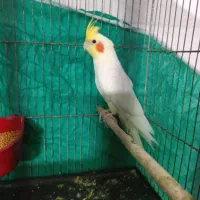 عروس لوتینو|پرنده|گرگان, |دیوار