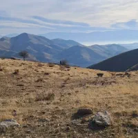 نیازمند تاکسی اجاره ای