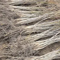 ـ درخت گردوی اصیل با تضمین سوددهی|خدمات باغبانی و درختکاری|سنندج, |دیوار