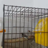 فنچ لپ سیاه