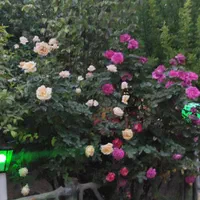 باغ ویلا استخر تابستانه مستقیم از مالک|اجارهٔ کوتاهمدت ویلا و باغ|اسلامشهر, شهرک محمدیه|دیوار