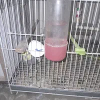 عروس هلندی|پرنده|مشهد, شهرک مهرگان|دیوار