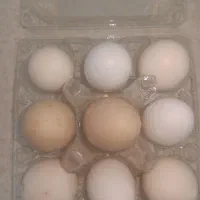 فروش تخمه نطفه دارفروش مرغ گلین لری فروش خورس