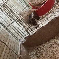 سهره خاکی قناری طوطی عروس هلندی|پرنده|اهواز, فاز ۱ پادادشهر|دیوار