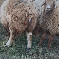 مغانی اصلاح نژاد همو|حیوانات مزرعه|کلات (خراسان), |دیوار