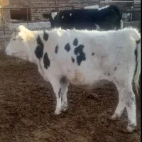 گاو و گوساله تلیسه پای گل