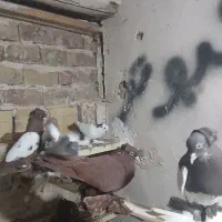 کفتر الوان|پرنده|باسمنج, |دیوار