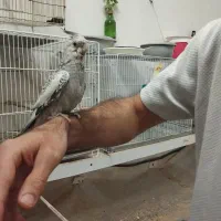 عروس هلندی ایزابلا و آلبینو