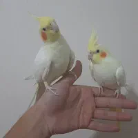 یک جفت عروس هلندی لوتینو مولد