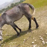 فروش|اسب و تجهیزات اسب‌سواری|خشت, |دیوار