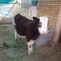 گاو|حیوانات مزرعه|ارومیه, |دیوار