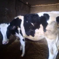 دو عدد گوساله هلشتاین نر و ماده|حیوانات مزرعه|کوهدشت, |دیوار