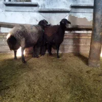 سلام فروش دوعدکوسفندابستن