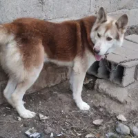 سگ هاکسی