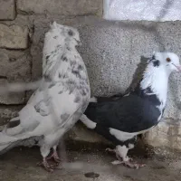 کبوتر ابلاغ