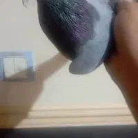 سبز آبادانی ماده