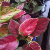 گل وگیاه|گل و گیاه طبیعی|بندرعباس, |دیوار