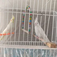 پنج‌جفت‌عروس‌مولد.تخم‌وجوجه‌درست.برای‌‌درآمد‌زایی‌