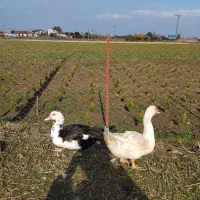 غاز ، اردک اسرائیلی|حیوانات مزرعه|کلاچای, |دیوار