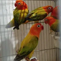 کوتوله برزیلی عروس هلندی