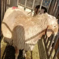 بره نرینه و گوسفند ماده