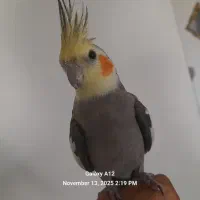 عروس هلندی  طوطی|پرنده|رودهن, |دیوار