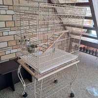 قصر عروس هلندی