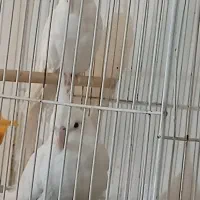 عروس البینیو لوتیتو بشرط قیمت مناسب|پرنده|مشهد, گلبرگ|دیوار