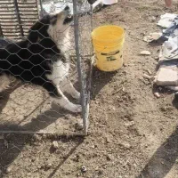 واگذاری رایگان سگ نگهبان