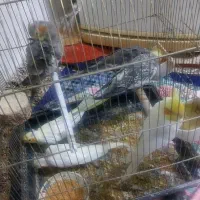 ی جفت عروس هلندی با۴تا جوجه|پرنده|میانه, |دیوار