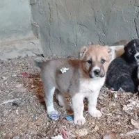 ماده سگ|سگ|مود, |دیوار