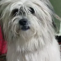 سگ ب