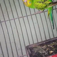 مرغ عشق ماده