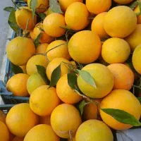 تامسون درجه یک کیلو ۴۰